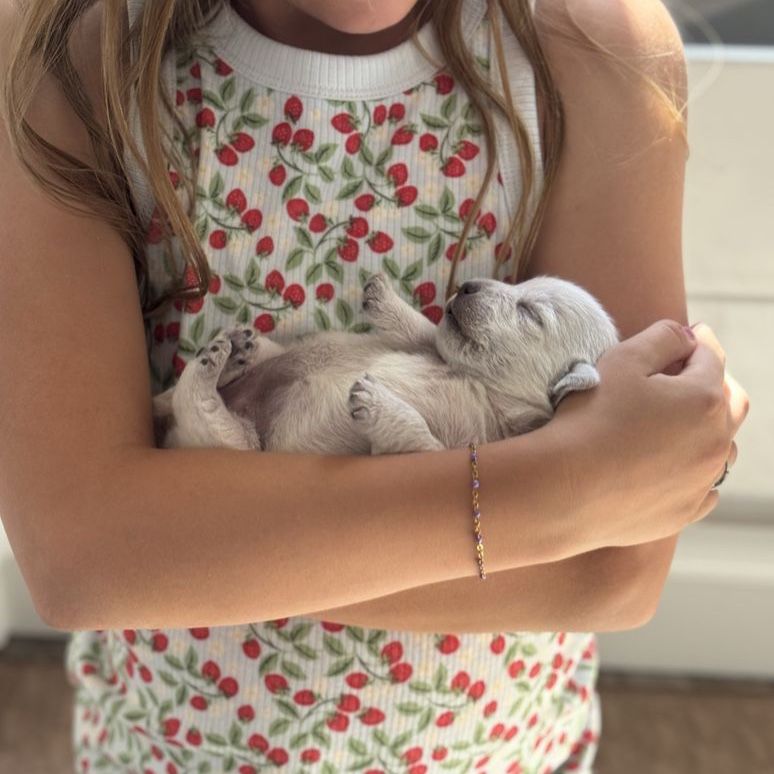 AKC Health Tested Westie Puppies