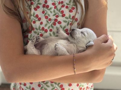 AKC Health Tested Westie Puppies