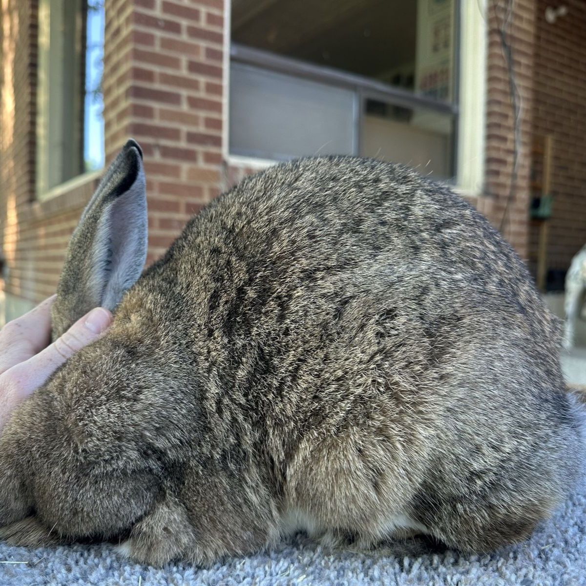 Pedigreed Proven Rex x American Chinchilla Doe