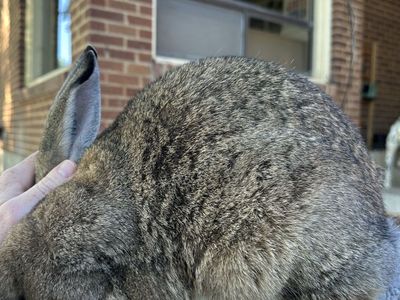 Pedigreed Proven Rex x American Chinchilla Doe