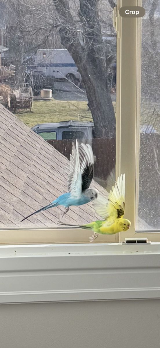 Friendly - Parakeets (blue And yellow) Boy & Girl