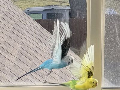Friendly - Parakeets (blue And yellow) Boy & Girl