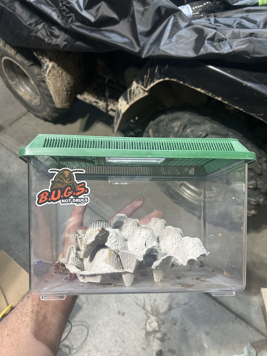 Bug keeper