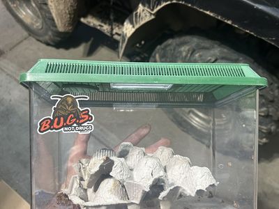 Bug keeper