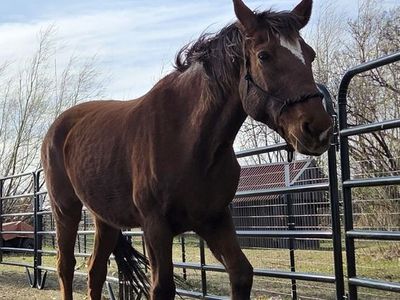 09' mustang mare