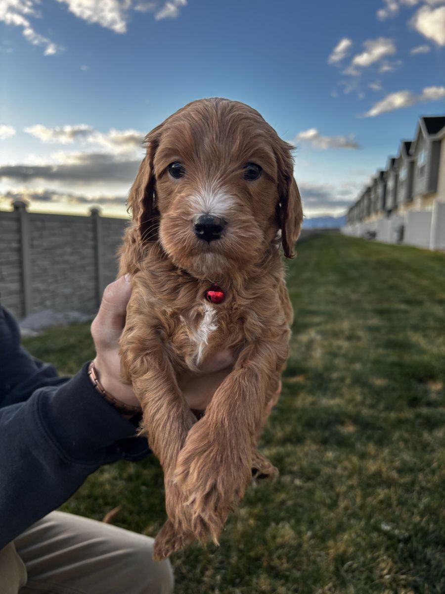 Mini Golden Doodle