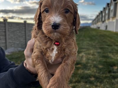 Mini Golden Doodle