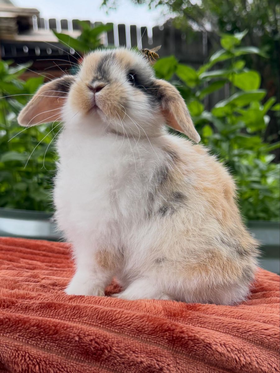 Holland Lop Buck Tri-color