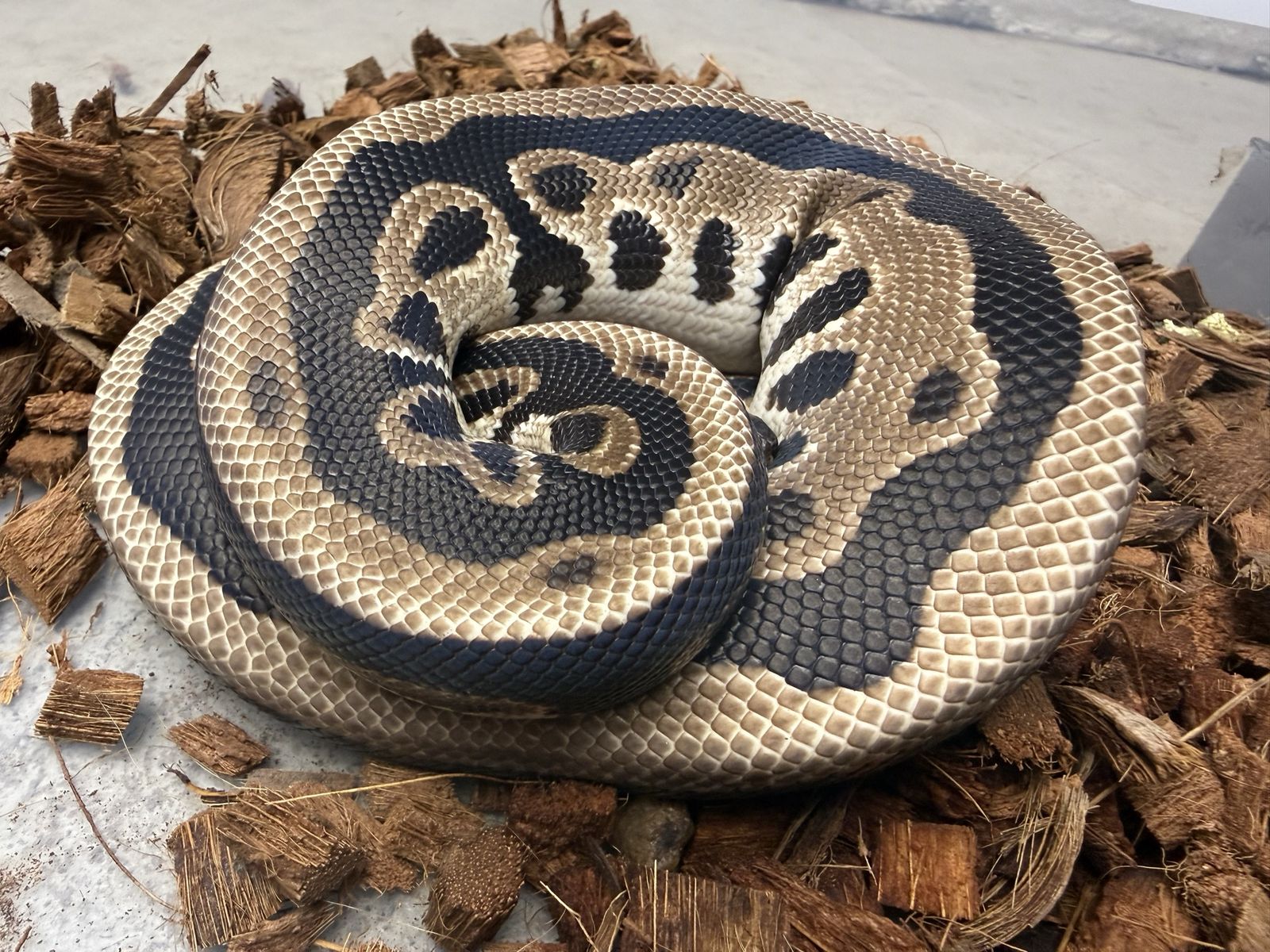 Proven Male Ball Python: OD Red Stripe Leopard Het Pied (Electrike)