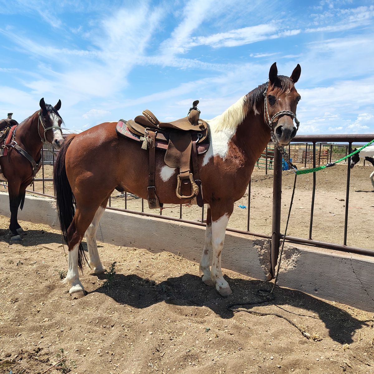Summer project paint gelding