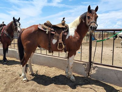Summer project paint gelding