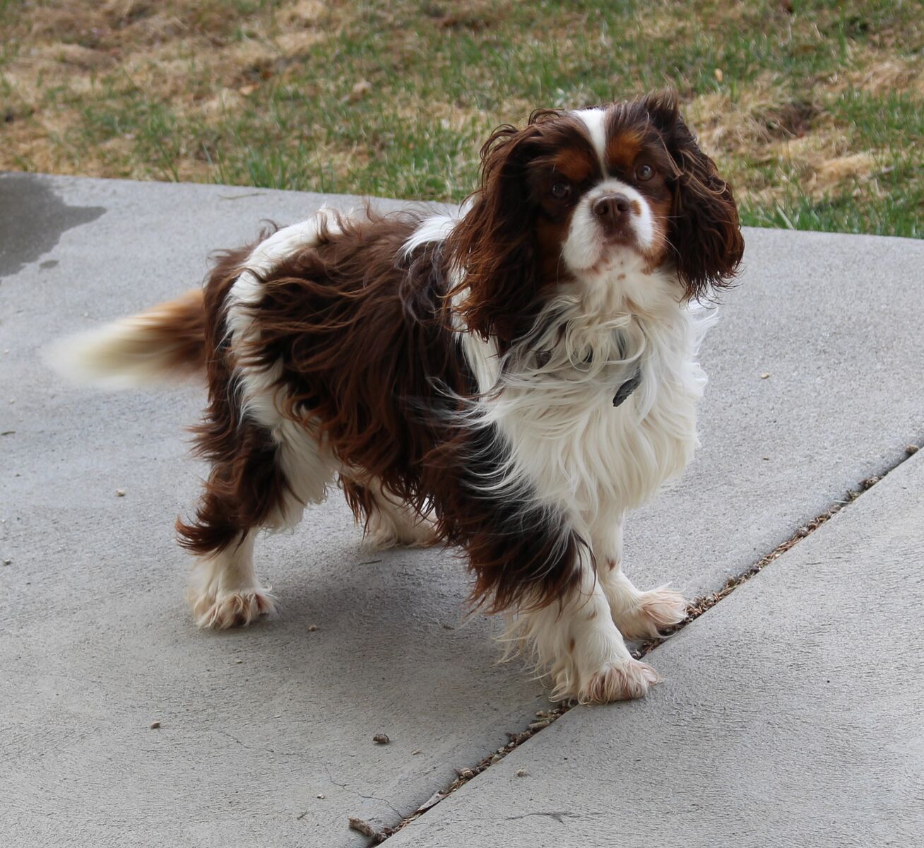Proven AKC Chocolate Tri Cavalier King Charles Stud Available