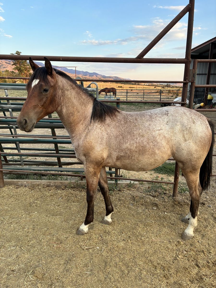 Aqha filly yearling