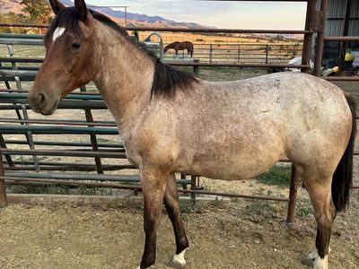 Aqha filly yearling