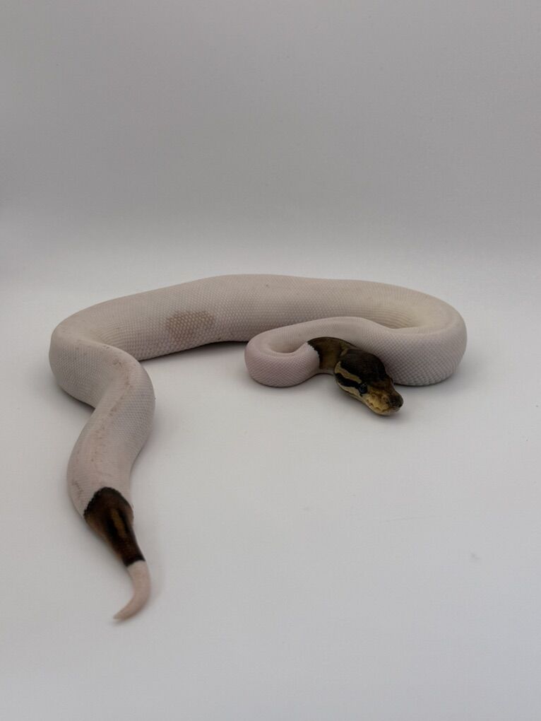 Black Pastel Piebald Het Albino Female Ball python