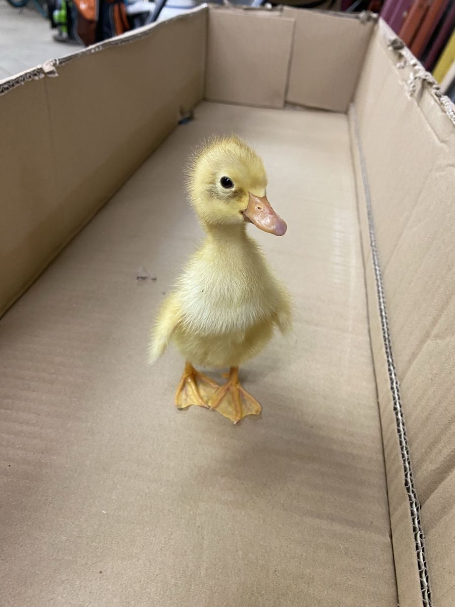 Fawn and White Indian Runner Ducklings