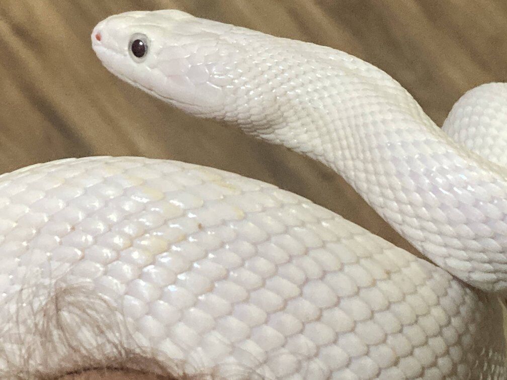 Leusistic Texas Rat Snake & Cage
