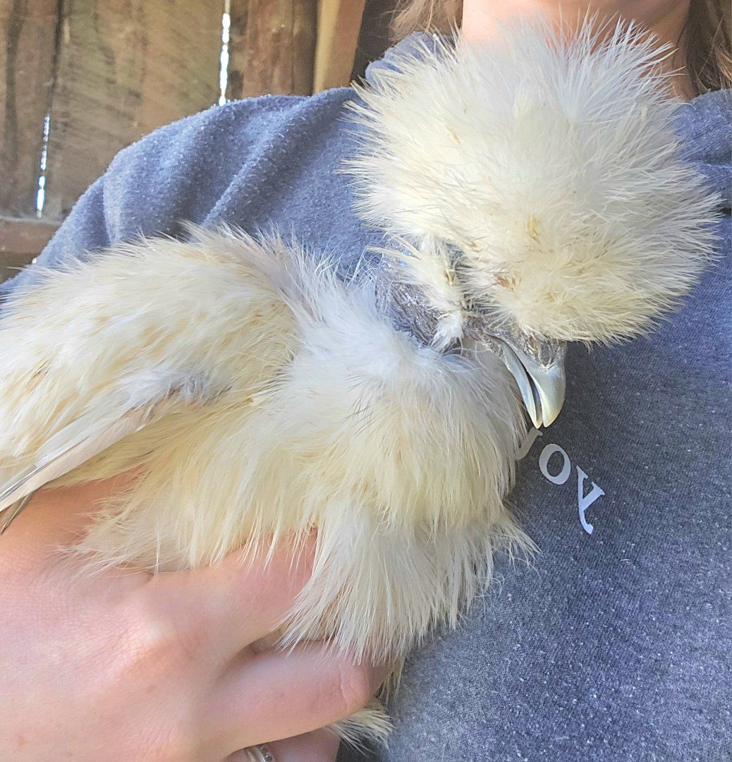 Silkies, Marans & Olive Eggers!