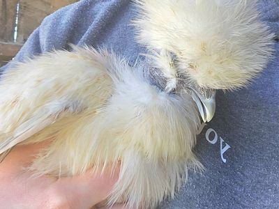 Silkies, Marans & Olive Eggers!
