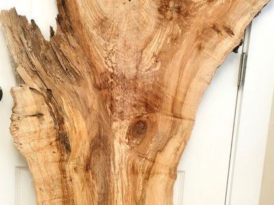 Maple crotch wood slab natural/raw/ live edge