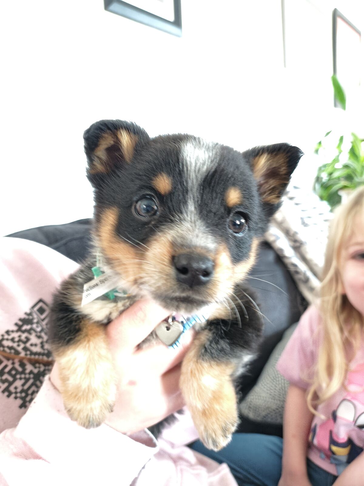 Mini Aussie/Heeler Mix 2 mo old female Puppy