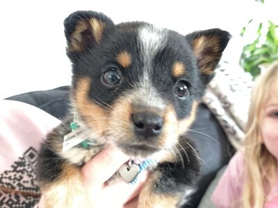 Mini Aussie/Heeler Mix 2 mo old female Puppy
