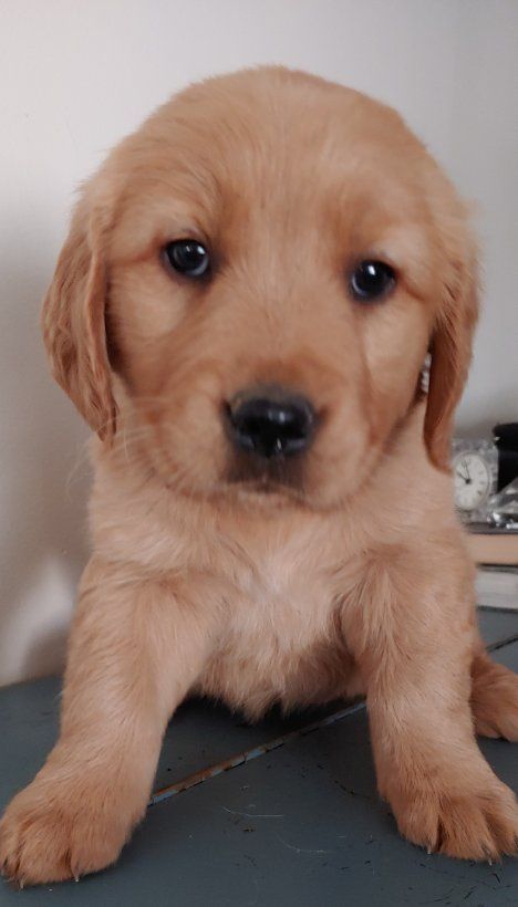 Golden Retriever pup female