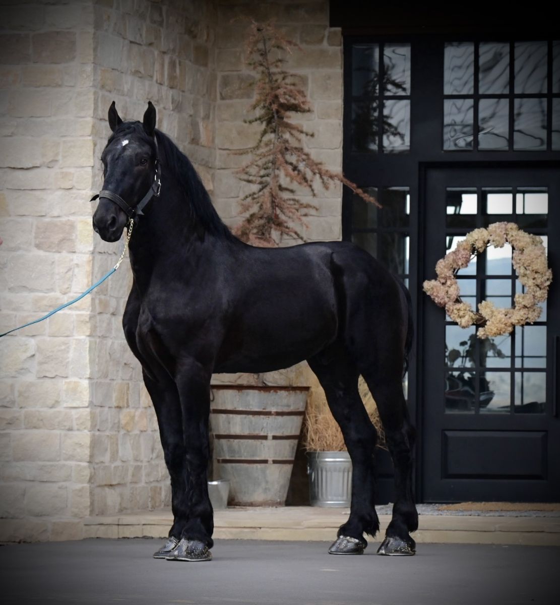 Percheron Stud