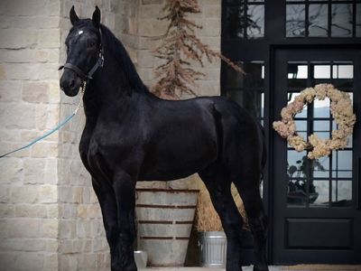 Percheron Stud