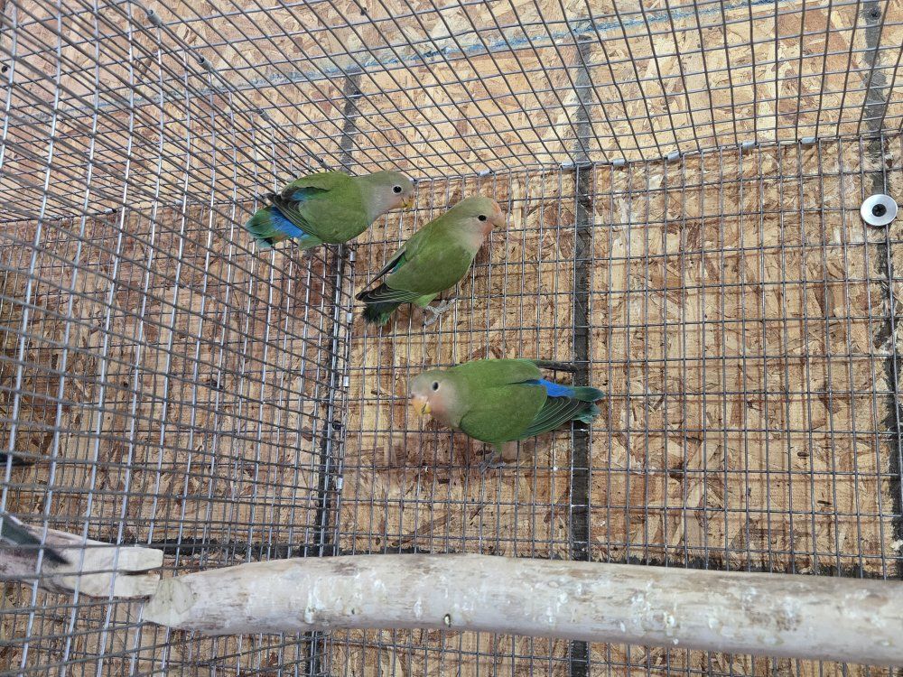 Peach-Faced Lovebirds 