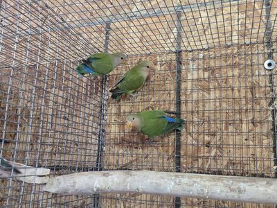 Peach-Faced Lovebirds