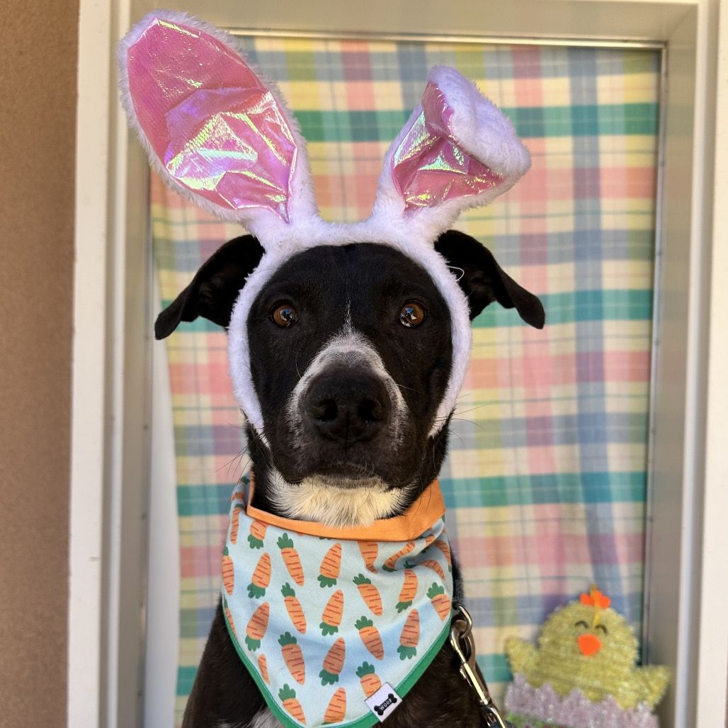 Hello my name is Melon