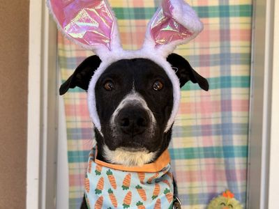 Hello my name is Melon