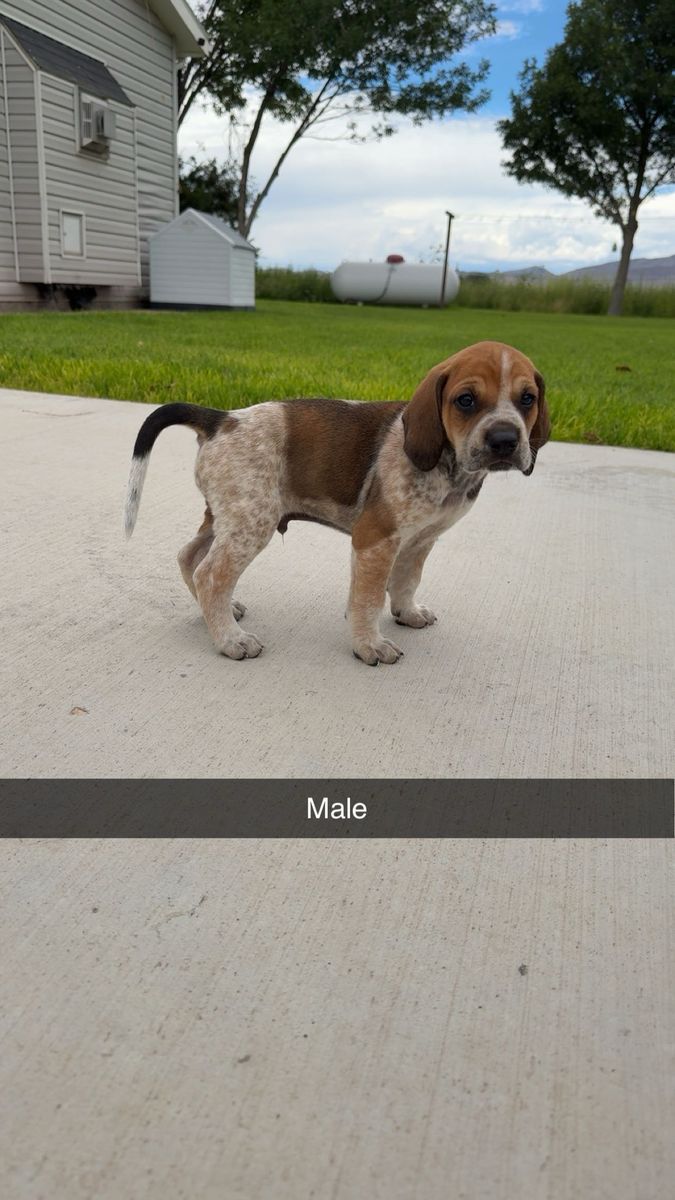 Bear/Lion Hound Pups