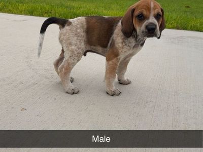 Bear/Lion Hound Pups