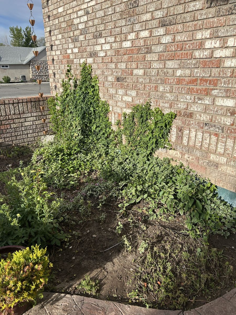 Free plant starts