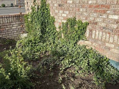 Free plant starts