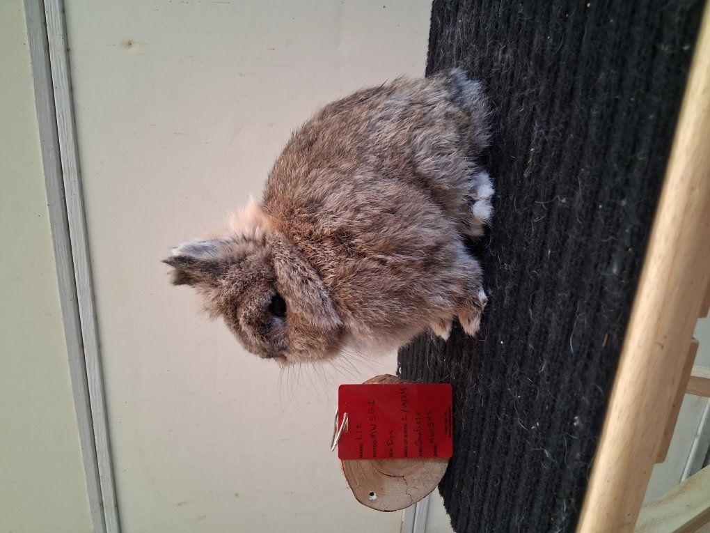 pedigreed Show stock Netherland dwarfs