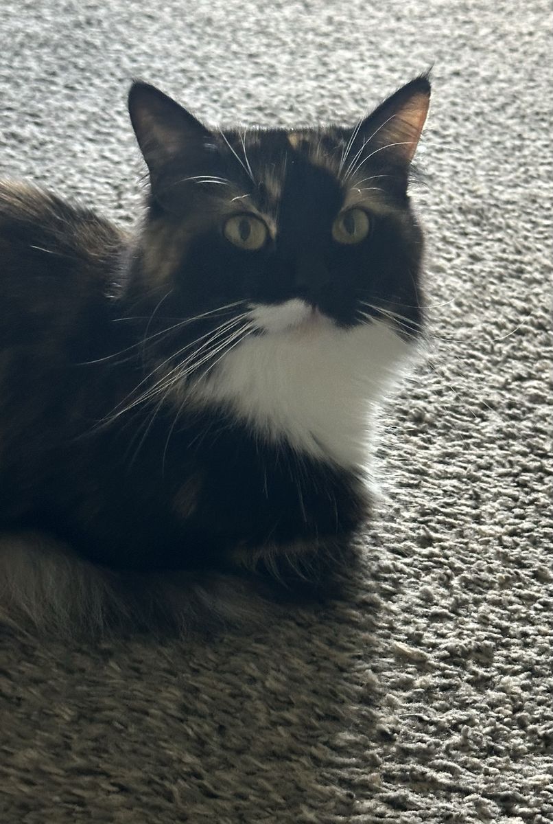 Free 2yr Old Cat