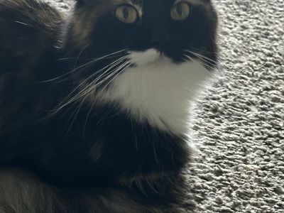 Free 2yr Old Cat