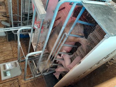 Farrowing Crates