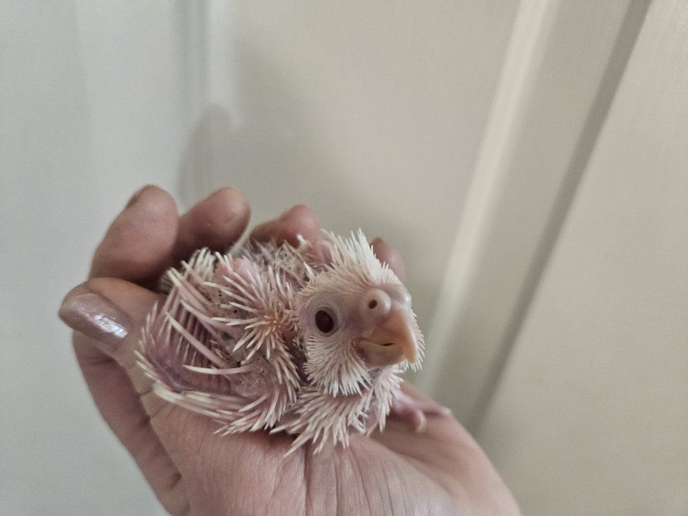 Baby Cockatiels for Hand Feeding