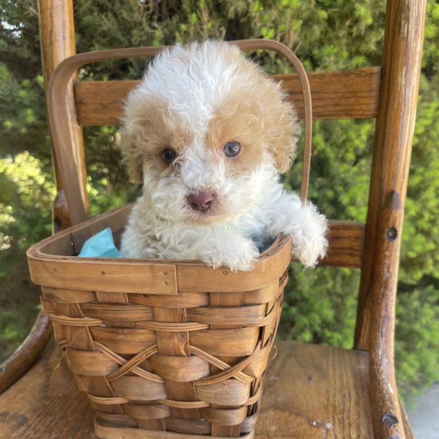 Teacup cockapoo puppy 5-8lbs *Crate Trained*