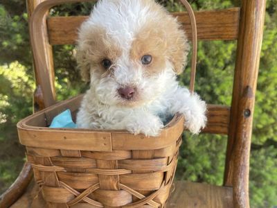 Teacup cockapoo puppy 5-8lbs *Crate Trained*