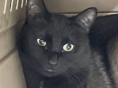 Hello my name is "Tyson"