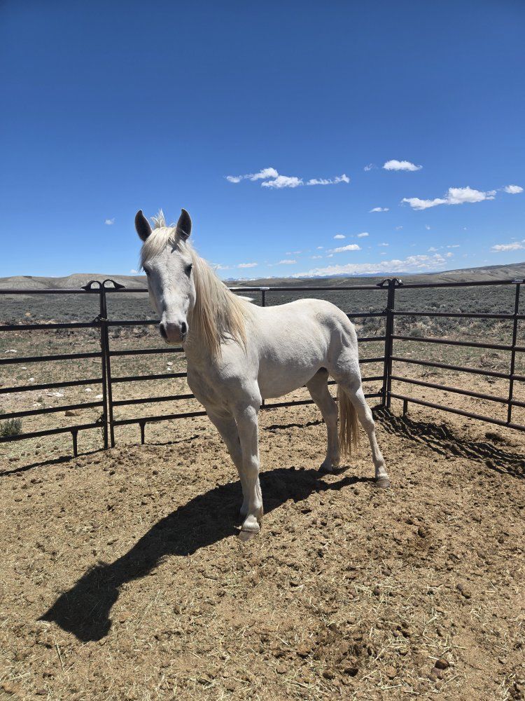 Grade Gelding