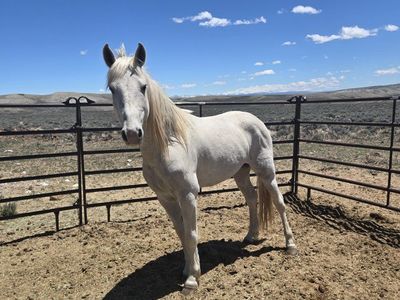 Grade Gelding