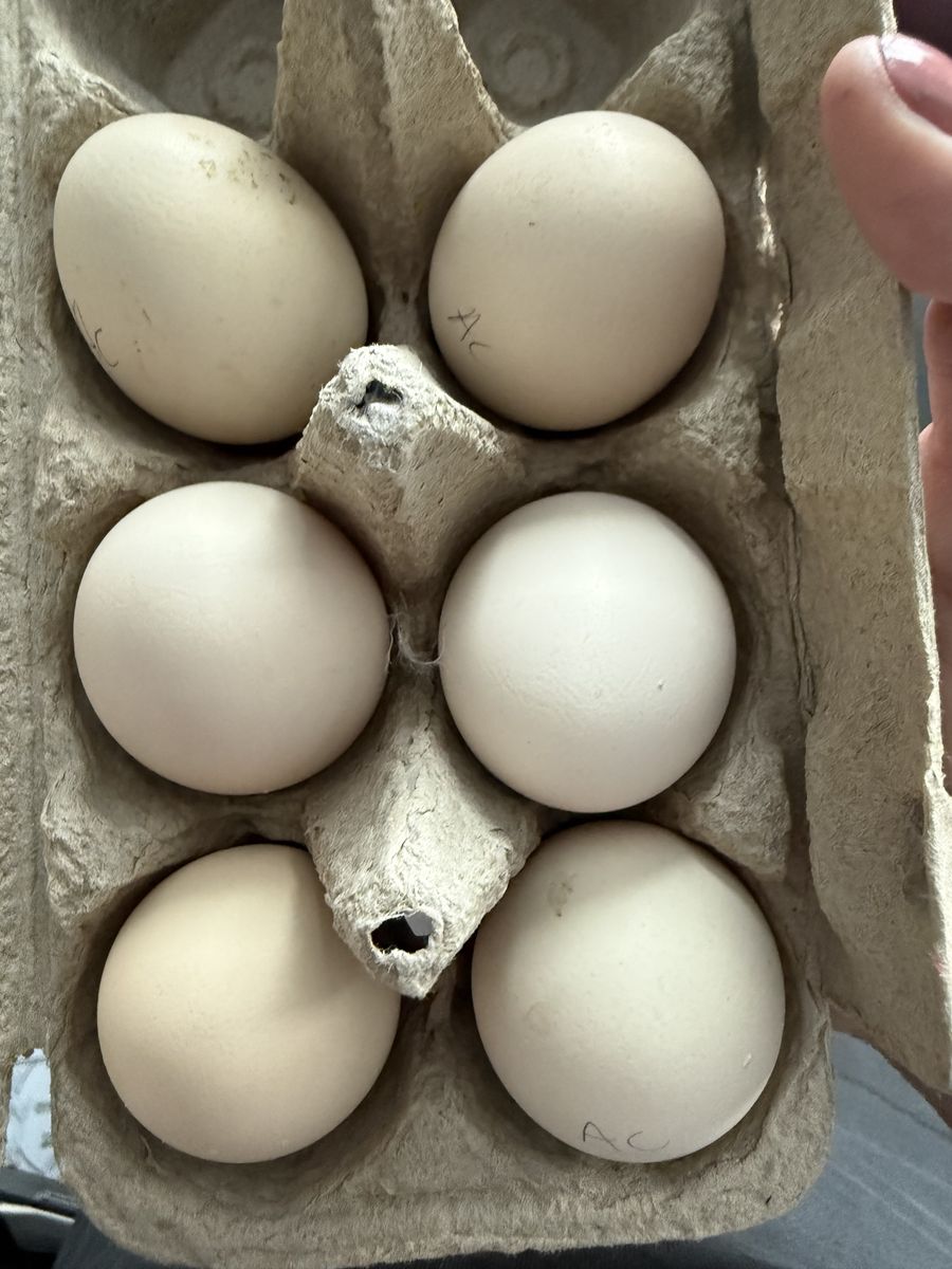 Pure Ayam Cemani Hatching Eggs – Greenfire Lines – No Leakage