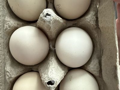 Pure Ayam Cemani Hatching Eggs – Greenfire Lines – No Leakage