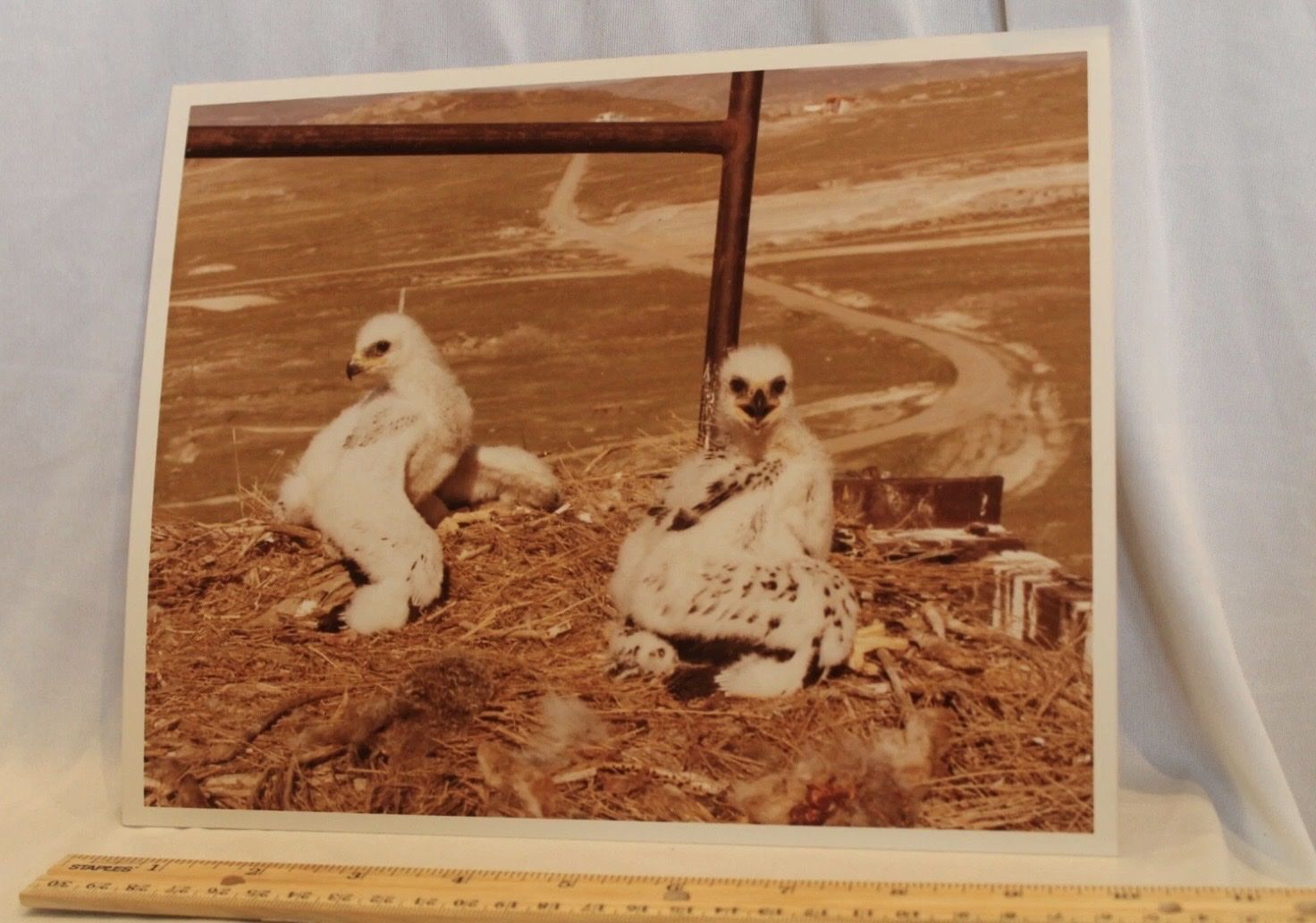 Utah Wildlife Nature 8X10 Media Photo Thiokol Corp Wasatch Division - Vtg 1980 - Chicks